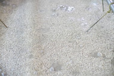 Okinawa, Japonya - 21 Mayıs 2021: Fermantasyon altındaki Awamori Zulası