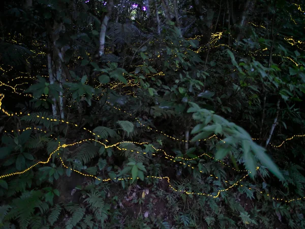 Okinawa, Japonya - 22 Mayıs 2021: Japonya, Okinawa 'daki Ishigaki Adası' nda Yaeyama Hime ateşböceklerinin parıltısı. 