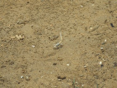 Okinawa, Japonya - 22 Mayıs 2021: Japonya 'nın Okinawa adasındaki Fukito nehri boyunca çamurlu mangrov tarlası üzerinde Fiddler yengeçleri veya Uca lactea perplexa