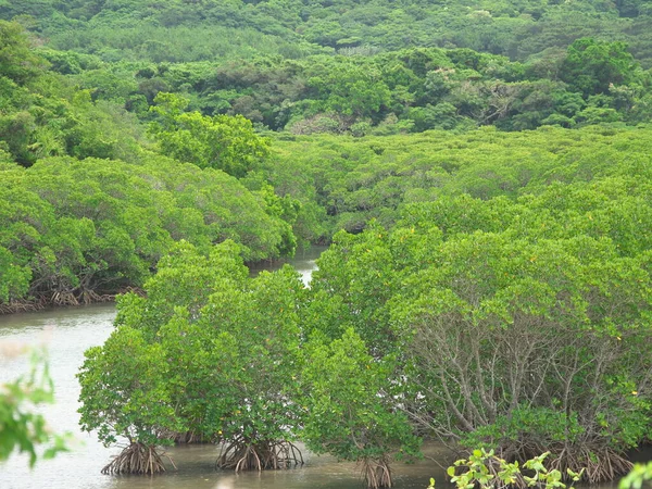 Okinawa Japan Maj 2021 Mangrove Fält Längs Fukito Floden Ishigaki — Stockfoto