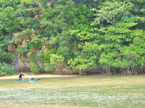 Okinawa Japan May 2021 Mangrove Field Fukito River Ishigaki Island — Stock Photo, Image