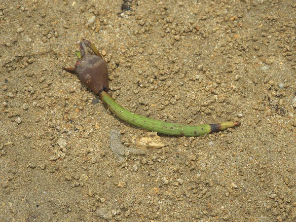 Okinawa Japón Mayo 2021 Semilla Viva Kandelia Obovata Campo Manglares — Foto de Stock