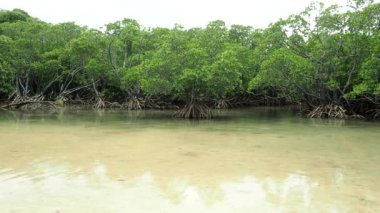 Okinawa, Japonya - 22 Mayıs 2021: Japonya, Okinawa, Ishigaki adasındaki Fukito nehri boyunca uzanan Mangrove arazisi