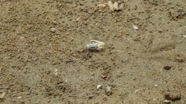 Okinawa, Japonya - 22 Mayıs 2021: Japonya 'nın Okinawa adasındaki Fukito nehri boyunca çamurlu mangrov tarlası üzerinde Fiddler yengeçleri veya Uca lactea perplexa