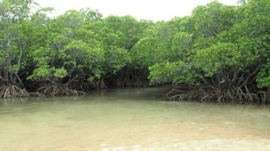 Okinawa, Japonya - 22 Mayıs 2021: Japonya, Okinawa, Ishigaki adasındaki Fukito nehri boyunca uzanan Mangrove arazisi