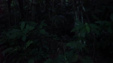 Okinawa, Japonya - 22 Mayıs 2021: Japonya, Okinawa 'daki Ishigaki Adası' nda Yaeyama Hime ateşböceklerinin parıltısı. 