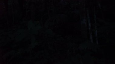 Okinawa, Japonya - 22 Mayıs 2021: Japonya, Okinawa 'daki Ishigaki Adası' nda Yaeyama Hime ateşböceklerinin parıltısı. 