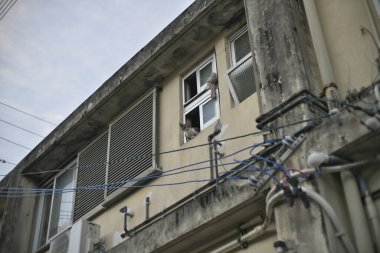 Okinawa, Japonya - 23 Mayıs 2021: Ishigaki limanı yakınlarında bir kedi