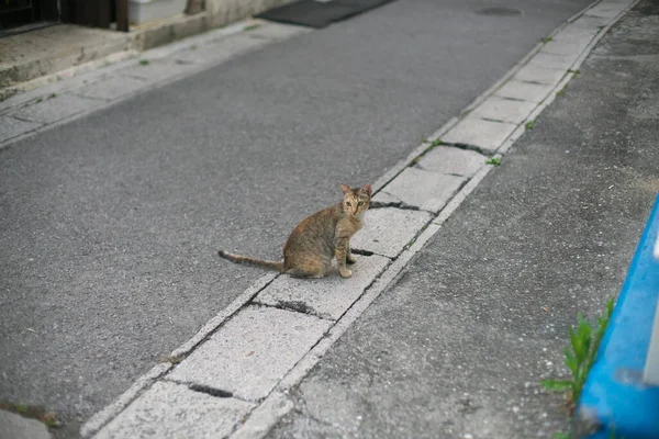 Okinawa Japonya Mayıs 2021 Ishigaki Limanı Yakınlarında Bir Kedi — Stok fotoğraf