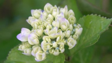 Tokyo, Japonya-1 Haziran 2021: Ortanca çiçeğinin yağmurdan sonra tam çiçek açması