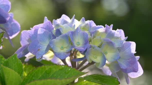 Tokio Japan Juni 2021 Sluitingen Van Hortensia Bloem Volle Bloei — Stockvideo