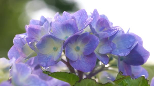 Tokio Japonsko Červen 2021 Detailní Záběr Květ Hortenzie Plném Květu — Stock video