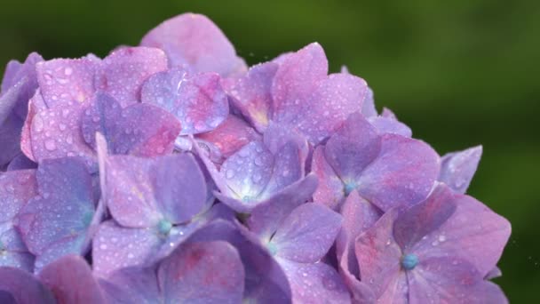 Tóquio Japão Junho 2021 Fechamento Flor Hortênsia Plena Floração Após — Vídeo de Stock