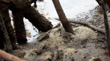 Okinawa, Japonya - 22 Mayıs 2021: Japonya 'nın Okinawa adasındaki Fukito nehri boyunca Mangrove sahasında yürüyen Çamur Kaptanı