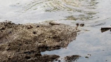 Okinawa, Japonya - 22 Mayıs 2021: Japonya 'nın Okinawa adasındaki Fukito nehri boyunca Mangrove sahasında yürüyen Çamur Kaptanı