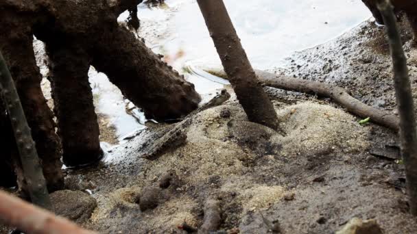 Okinawa Japonsko Května 2021 Zakázaný Mudskipper Kráčí Louce Mangrove Podél — Stock video