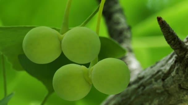 Tokio Japonsko Června 2021 Detailní Záběr Mladých Malých Ginkgo Biloba — Stock video