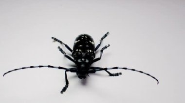 Tokyo, Japonya-16 Haziran 2021: Beyaz arka planda Asya uzun boynuzlu böceği veya yıldızlı gökyüzü ya da gökyüzü böceği