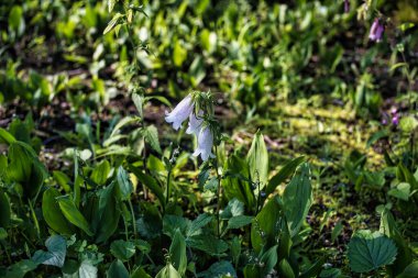Tokyo, Japonya-11 Haziran 2021: Bahçedeki beyaz benekli çan çiçekleri