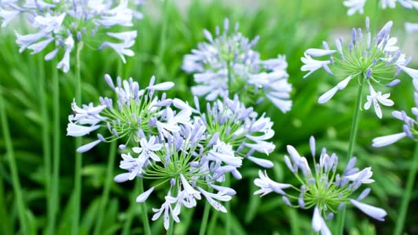 Tokyo Japan June 2021 Bee Agapanthus Flowers Morning — Stock Video