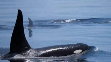 Hokkaido, Japonya - 22 Haziran 2021: Nemuro boğazındaki vahşi balinalar veya katil balinalar, Hokkaido, Japonya