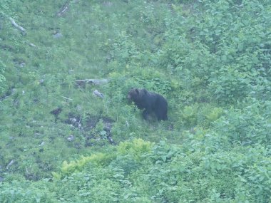 Hokkaido,Japan - June 22, 2021: Wild brown bear or Higuma in Shiretoko National Park, Hokkaido, Japan, photographed from a boat