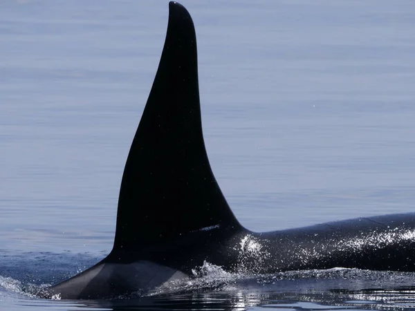 Hokkaido Ιαπωνία Ιουνίου 2021 Άγρια Όρκες Φάλαινες Δολοφόνοι Στο Στενό — Φωτογραφία Αρχείου
