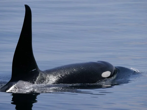 Hokkaido Japan June 2021 Wild Orcas Killer Whales Nemuro Strait — Stock Photo, Image