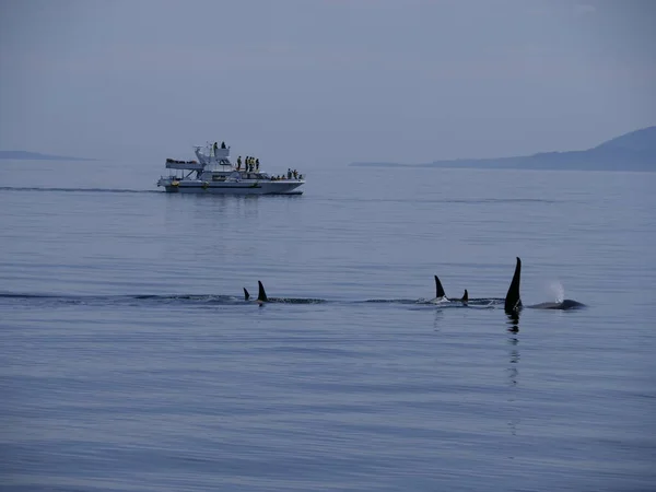 Hokkaido Japan June 2021 Sightseeing Boat Wild Orcas Killer Whales — Foto de Stock