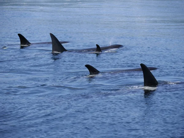 Hokkaido Japón Junio 2021 Orcas Salvajes Orcas Asesinas Estrecho Nemuro — Foto de Stock