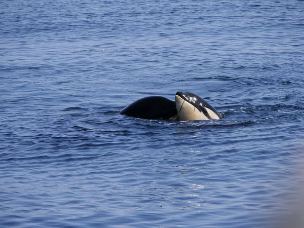 Hokkaido Japón Junio 2021 Orcas Salvajes Orcas Asesinas Estrecho Nemuro — Foto de Stock