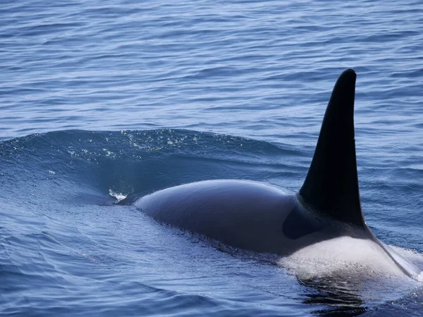 Hokkaido Japan June 2021 Wild Orcas Killer Whales Nemuro Strait — Stock Photo, Image