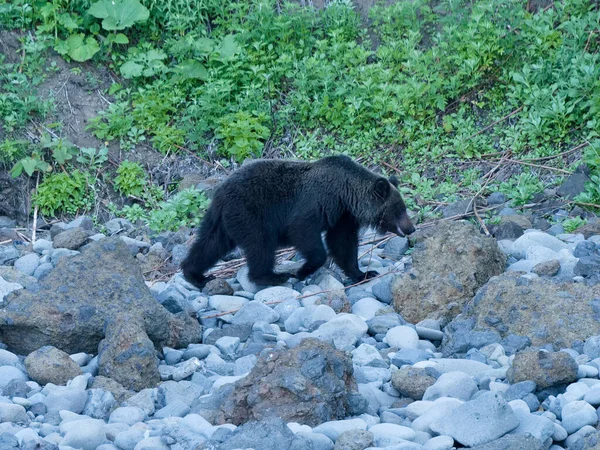 Hokkaido Japan June 2021 Wild Brown Bear Higuma Shiretoko National — Foto de Stock