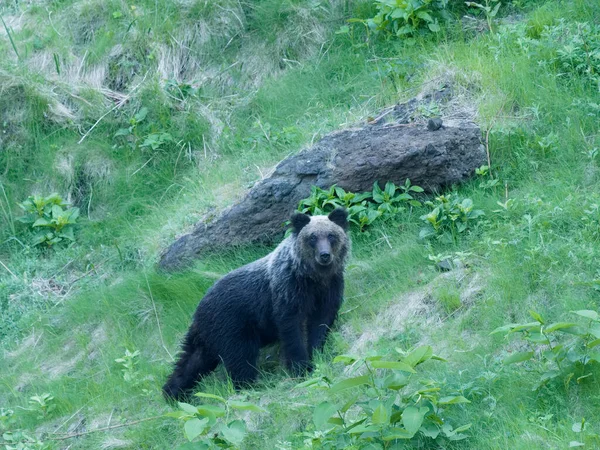 Hokkaido Japan June 2021 Wild Brown Bear Higuma Shiretoko National — Photo