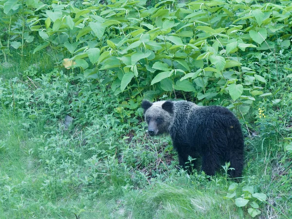 Hokkaido Japan June 2021 Wild Brown Bear Higuma Shiretoko National — Stock Photo, Image