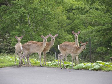Hokkaido, Japonya - 20 Haziran 2021: Vahşi geyik veya Ezoshika veya Hokkaido Shika Geyiği Shiretoko Geçidi boyunca, Hokkaido, Japonya 