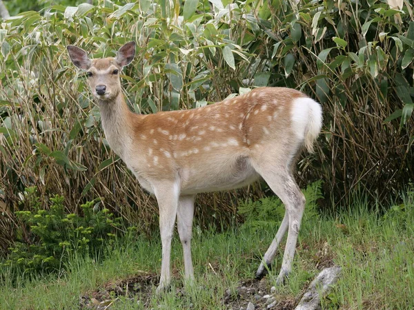 Hokkaido Japan June 2021 Wild Deer Ezoshika Hokkaido Shika Deer — Stock Photo, Image