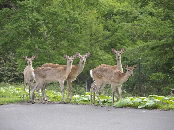 Hokkaido Ιαπωνία Ιουνίου 2021 Άγρια Ελάφια Ezoshika Hokkaido Shika Deer — Φωτογραφία Αρχείου