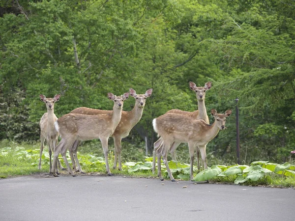 Hokkaido Japan Juni 2021 Wild Oder Ezoshika Oder Hokkaido Shika — Stockfoto