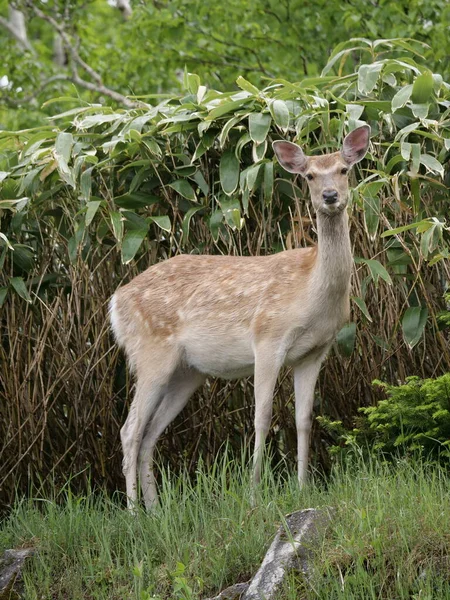 Hokkaido Ιαπωνία Ιουνίου 2021 Άγρια Ελάφια Ezoshika Hokkaido Shika Deer — Φωτογραφία Αρχείου