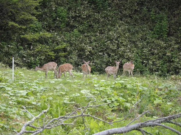 Hokkaido Japão Junho 2021 Cervos Selvagens Ezoshika Hokkaido Shika Veados — Fotografia de Stock