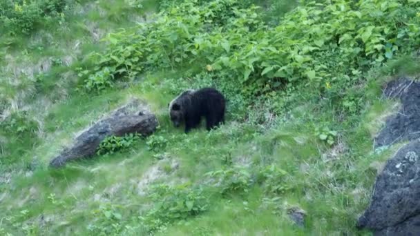 Hokkaido Japan June 2021 Wild Brown Bear Higuma Shiretoko National — Vídeo de Stock