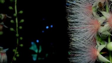 Okinawa, Japonya - 29 Haziran 2021: Barringtonia racemosa ya da Miyakojima Adası, Okinawa, Japonya