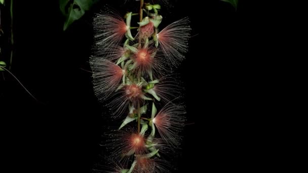 Okinawa Giappone Giugno 2021 Barringtonia Racemosa Polvere Puff Tree Nell — Video Stock
