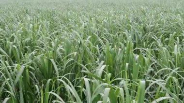 Okinawa, Japonya - 1 Temmuz 2021 Shimojishima Adası, Okinawa, Japonya