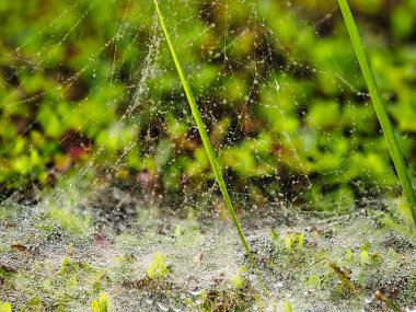 Tokyo, Japonya-10 Temmuz 2021: Yağmur Altında Örümcek Ağının Kapanışı