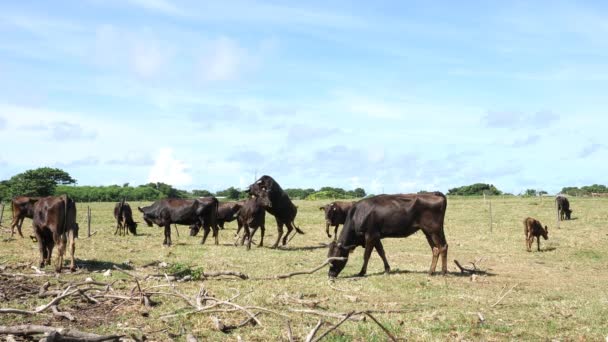 Okinawa Japão Julho 2021 Black Cattle Kuro Ushi Kuroshima Island — Vídeo de Stock