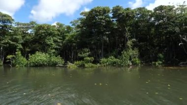Okinawa, Japonya - 13 Temmuz 2021: Iriomote Adası, Japonya 'daki Nakama nehri boyunca güzel bir mangrov ormanı
