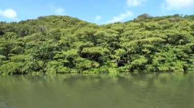 Okinawa, Japonya - 13 Temmuz 2021: Iriomote Adası, Japonya 'daki Nakama nehri boyunca güzel bir mangrov ormanı