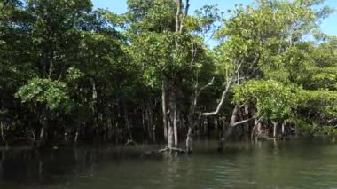 Okinawa, Japonya - 13 Temmuz 2021: Iriomote Adası, Japonya 'daki Nakama nehri boyunca güzel bir mangrov ormanı